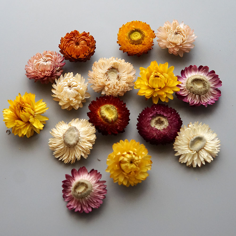天然のドライでカラフルな菊の花輪,手作りのヘアアクセサリー, - Hair Care Nature のレビューと価格