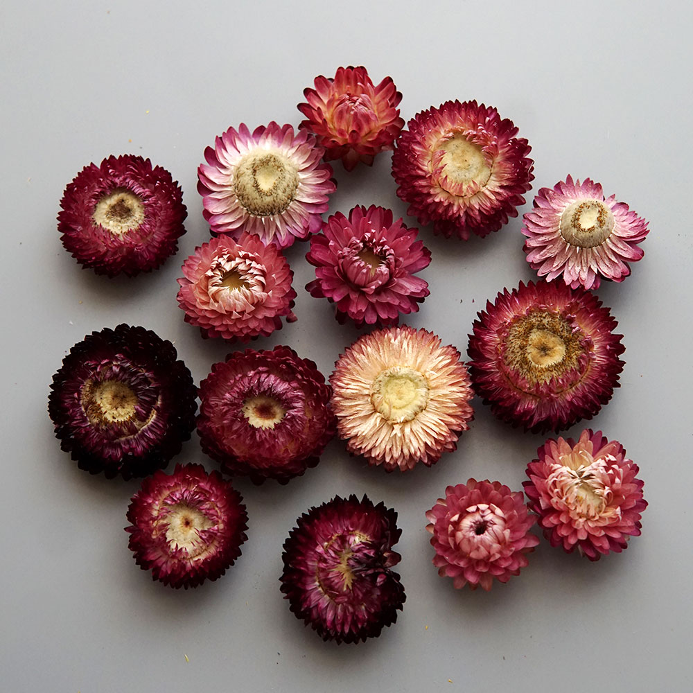 天然のドライでカラフルな菊の花輪,手作りのヘアアクセサリー, - Hair Care Nature のレビューと価格